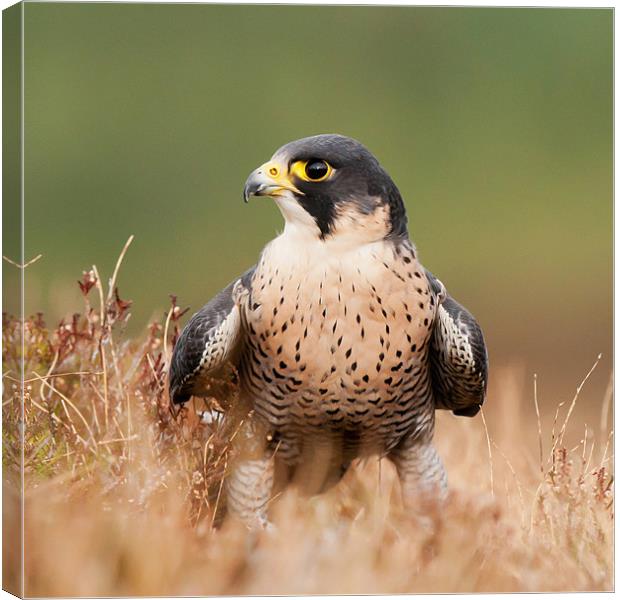 Peregrin Falcon Canvas Print by David Tyrer