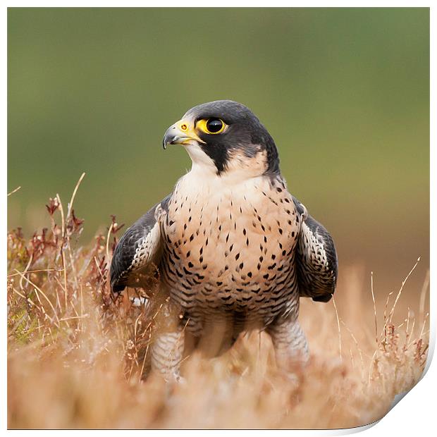 Peregrin Falcon Print by David Tyrer