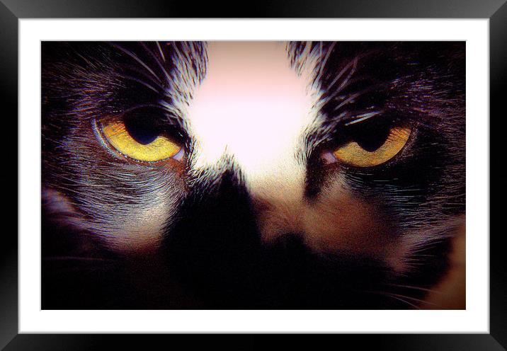 Feline Eyes Framed Mounted Print by Louise Godwin