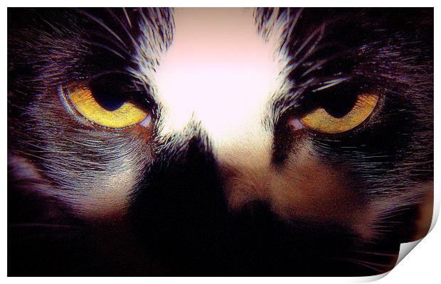 Feline Eyes Print by Louise Godwin