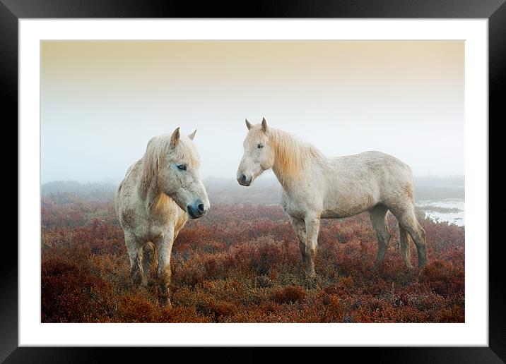 Camargue Horses Framed Mounted Print by David Tyrer