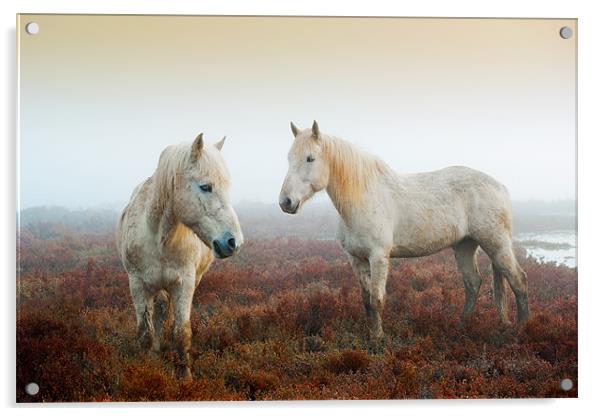 Camargue Horses Acrylic by David Tyrer