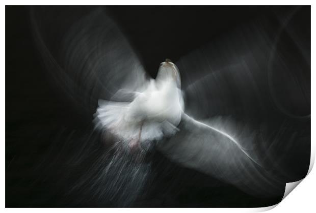 Herring Gull Abstract Print by Natures' Canvas: Wall Art  & Prints by Andy Astbury