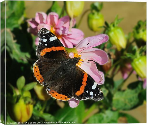 RED ADMIRAL BUTTERFLY Canvas Print by Helen Cullens