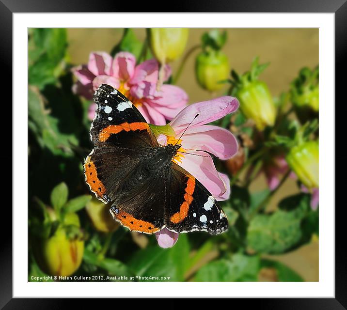 RED ADMIRAL BUTTERFLY Framed Mounted Print by Helen Cullens