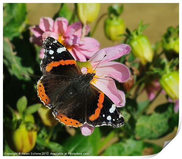 RED ADMIRAL BUTTERFLY Print by Helen Cullens