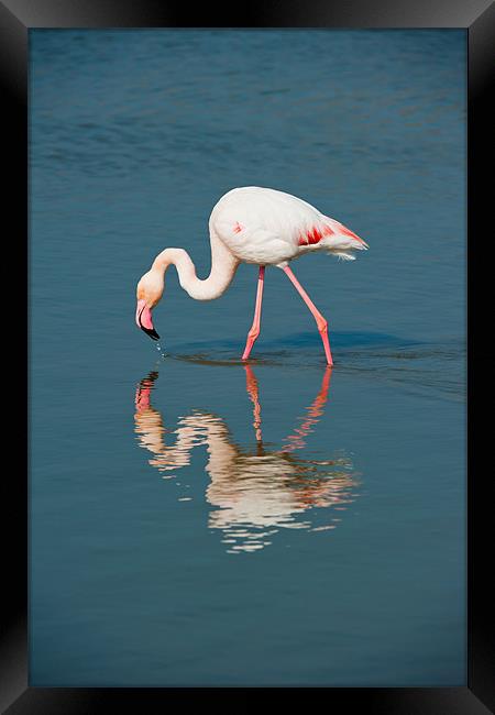 Pink Flamingo Framed Print by David Tyrer