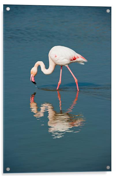 Pink Flamingo Acrylic by David Tyrer