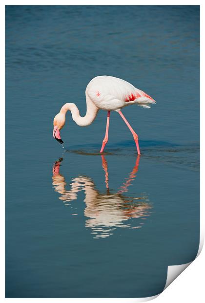 Pink Flamingo Print by David Tyrer