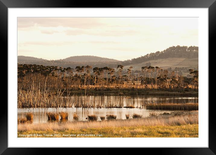 Golden Reflection Framed Mounted Print by Bec Trinick