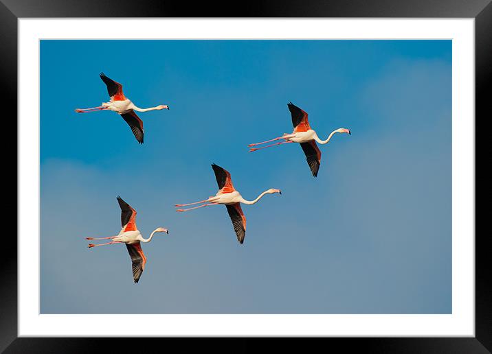 Flamingos in Formation. Framed Mounted Print by David Tyrer