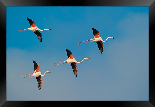 Flamingos in Formation. Framed Print by David Tyrer