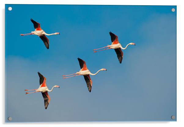 Flamingos in Formation. Acrylic by David Tyrer