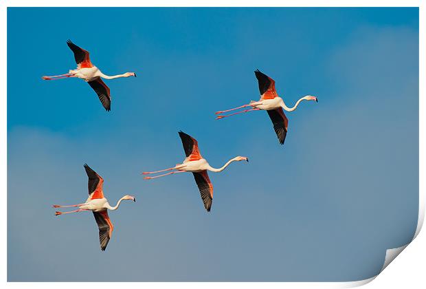 Flamingos in Formation. Print by David Tyrer