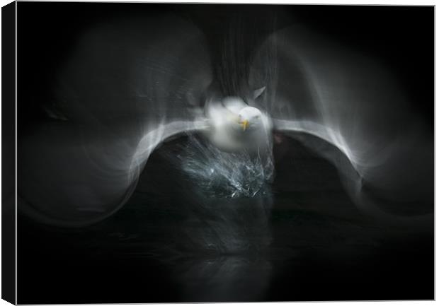 Herring Gull Flight Abstract Canvas Print by Natures' Canvas: Wall Art  & Prints by Andy Astbury