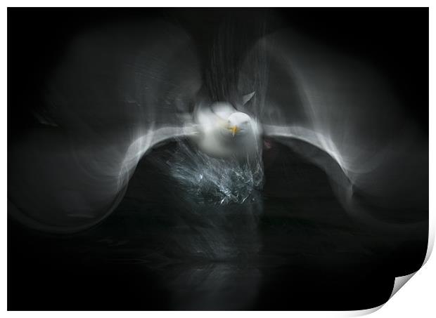 Herring Gull Flight Abstract Print by Natures' Canvas: Wall Art  & Prints by Andy Astbury