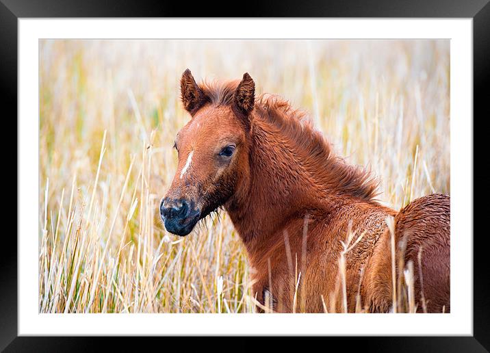 Camargue Foal Framed Mounted Print by David Tyrer