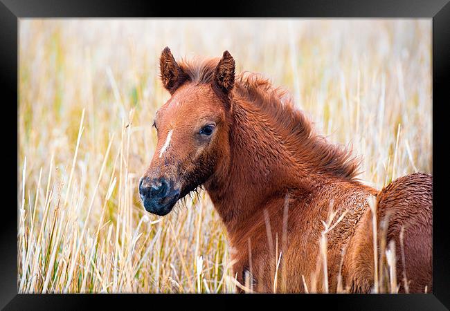 Camargue Foal Framed Print by David Tyrer