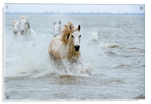 Camargue Horses Acrylic by David Tyrer