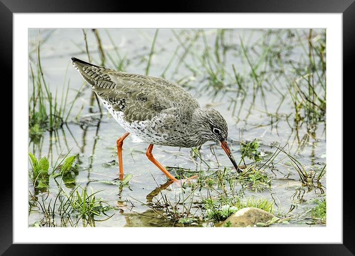 Redshank Framed Mounted Print by George Cox