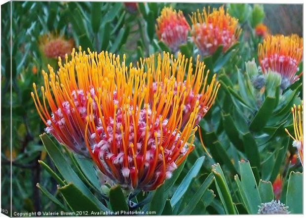 Protea Canvas Print by Valerie Brown