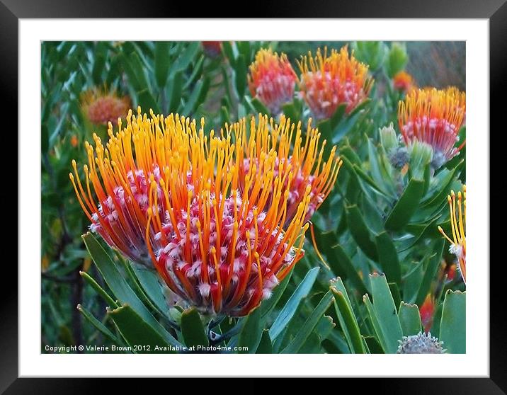 Protea Framed Mounted Print by Valerie Brown