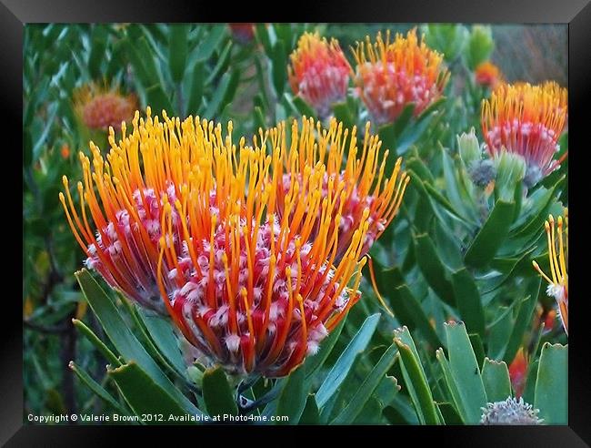 Protea Framed Print by Valerie Brown