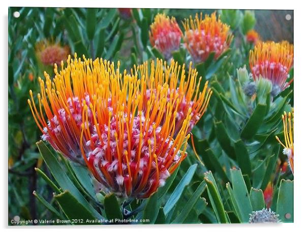 Protea Acrylic by Valerie Brown