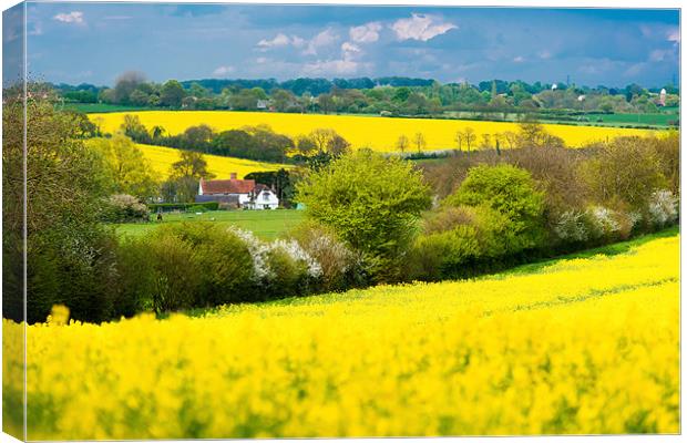 Vibrant Rapeseed Bloom in Manuden Canvas Print by David Tyrer