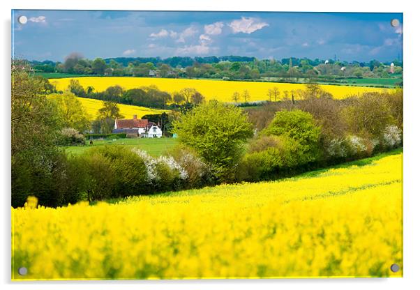 Vibrant Rapeseed Bloom in Manuden Acrylic by David Tyrer