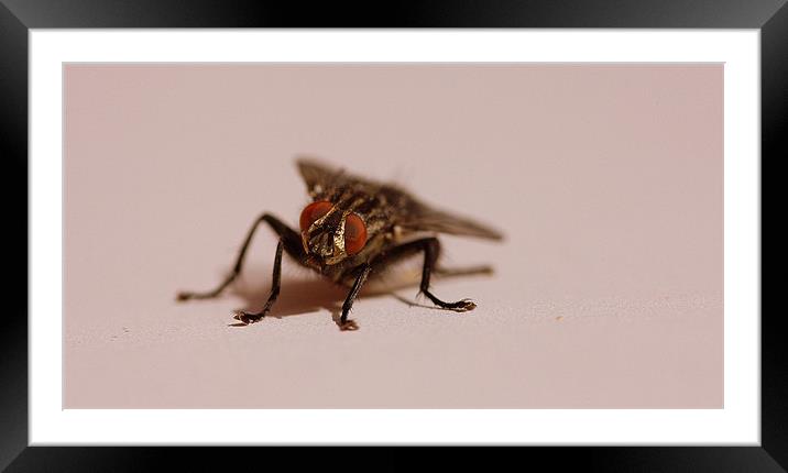 Flesh Fly Framed Mounted Print by Louise Godwin