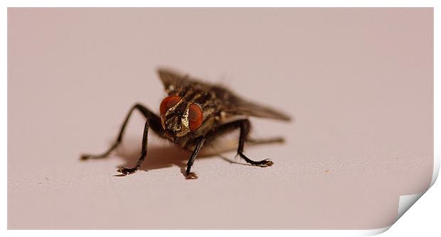 Flesh Fly Print by Louise Godwin