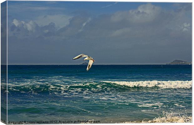 Sennen seagull Canvas Print by Linsey Williams