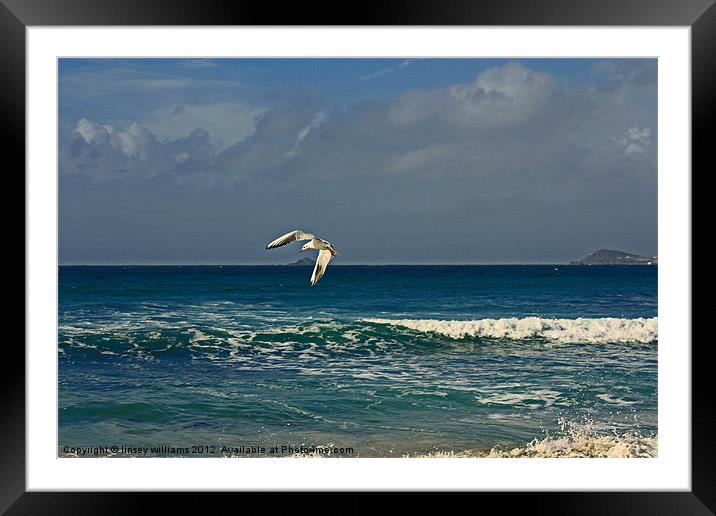 Sennen seagull Framed Mounted Print by Linsey Williams