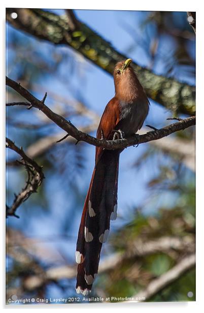 squirrel cuckoo Acrylic by Craig Lapsley