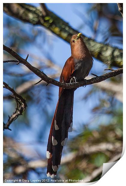 squirrel cuckoo Print by Craig Lapsley