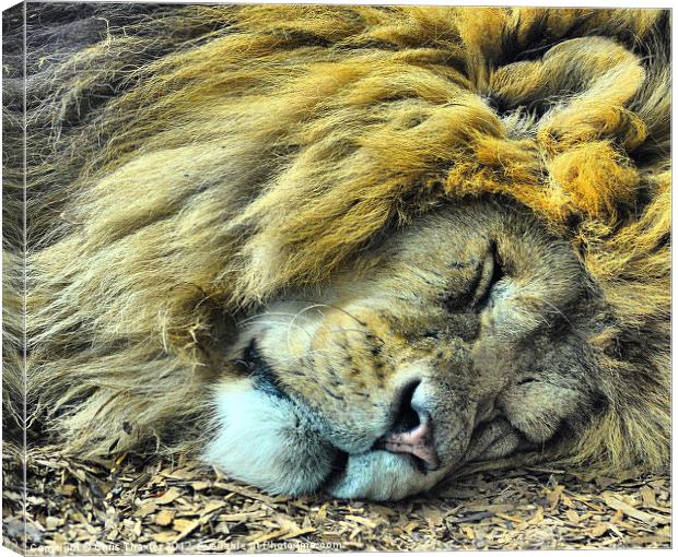Sleeping Male Lion Canvas Print by Chris Thaxter