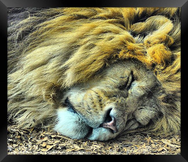 Sleeping Male Lion Framed Print by Chris Thaxter