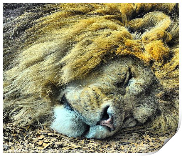 Sleeping Male Lion Print by Chris Thaxter