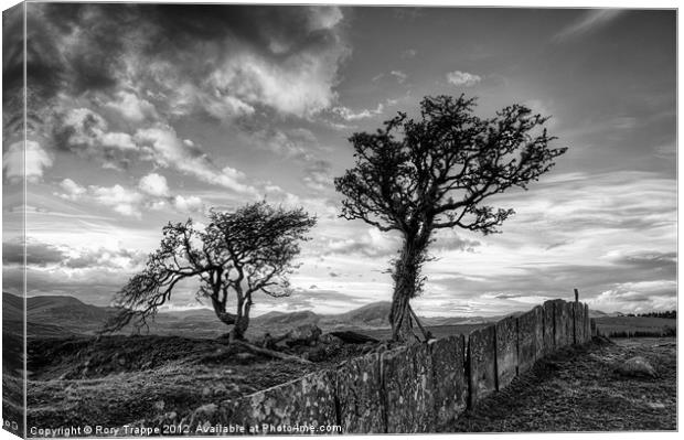 Hawthorn trees and a slate fence Canvas Print by Rory Trappe