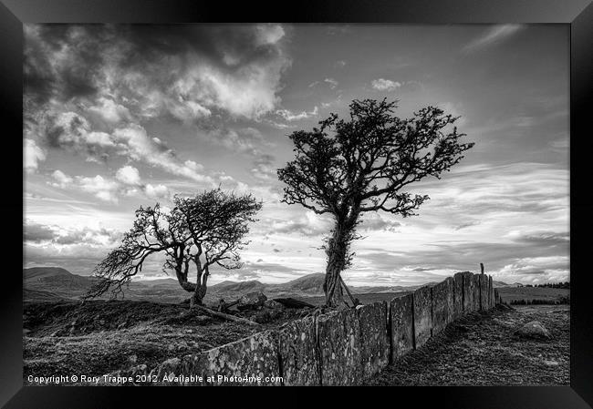 Hawthorn trees and a slate fence Framed Print by Rory Trappe