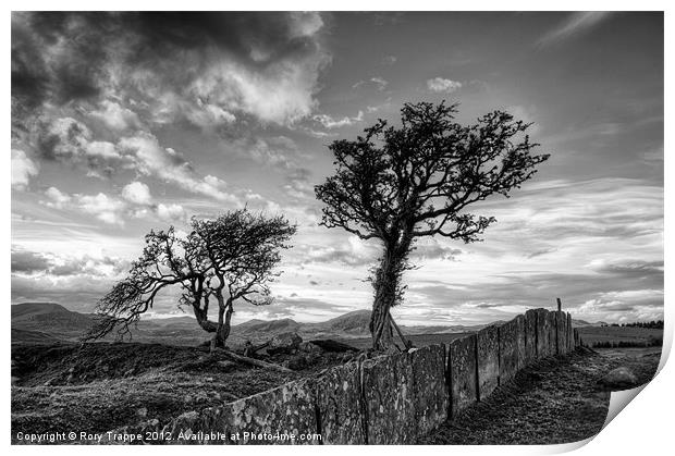 Hawthorn trees and a slate fence Print by Rory Trappe