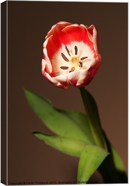 Tulip Canvas Print by Keith Thorburn EFIAP/b