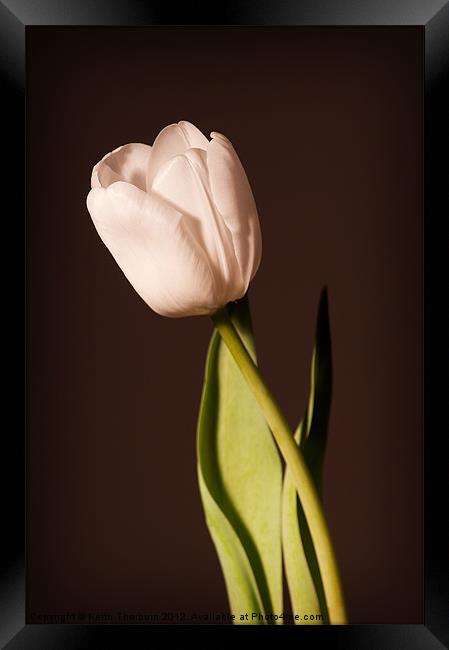 Tulip Framed Print by Keith Thorburn EFIAP/b
