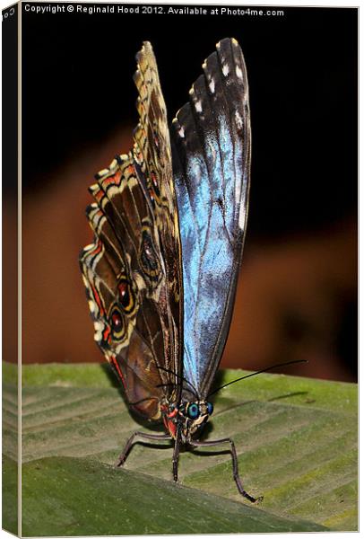 Butterfly Canvas Print by Reginald Hood