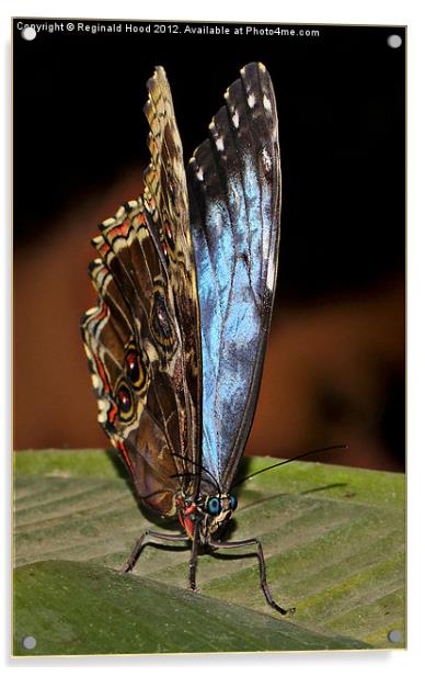 Butterfly Acrylic by Reginald Hood