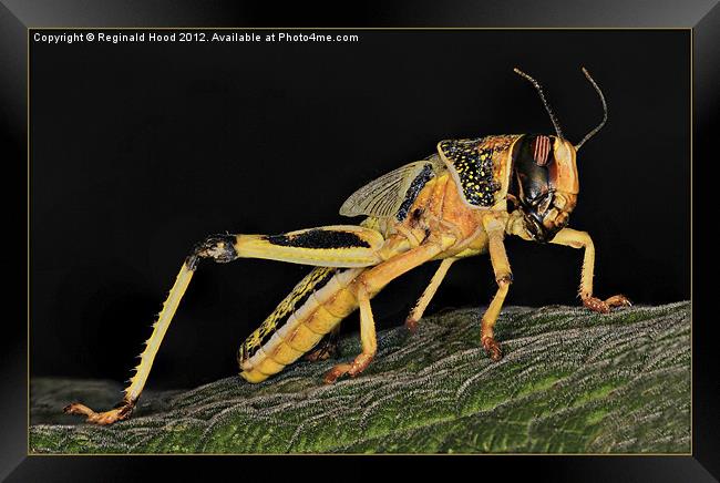 Locust Framed Print by Reginald Hood