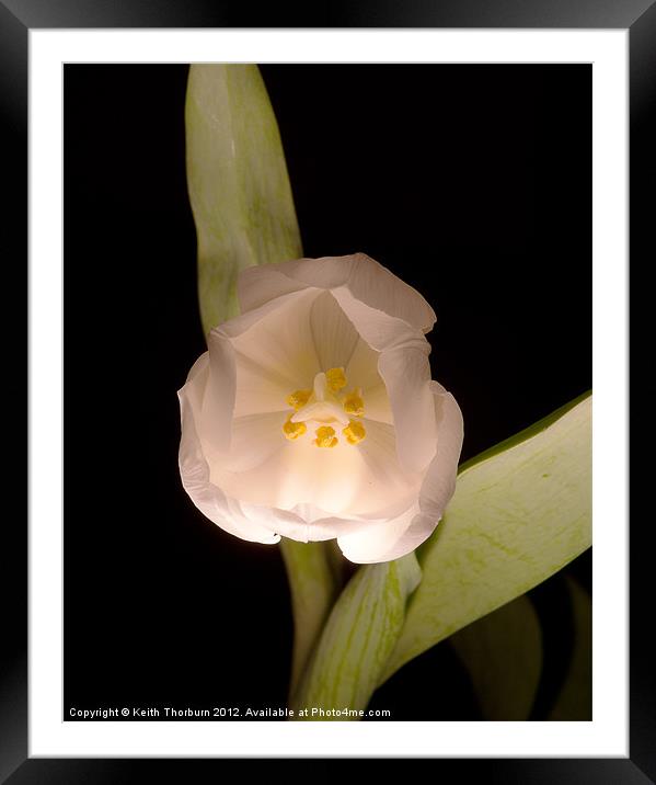 White Tulip Framed Mounted Print by Keith Thorburn EFIAP/b