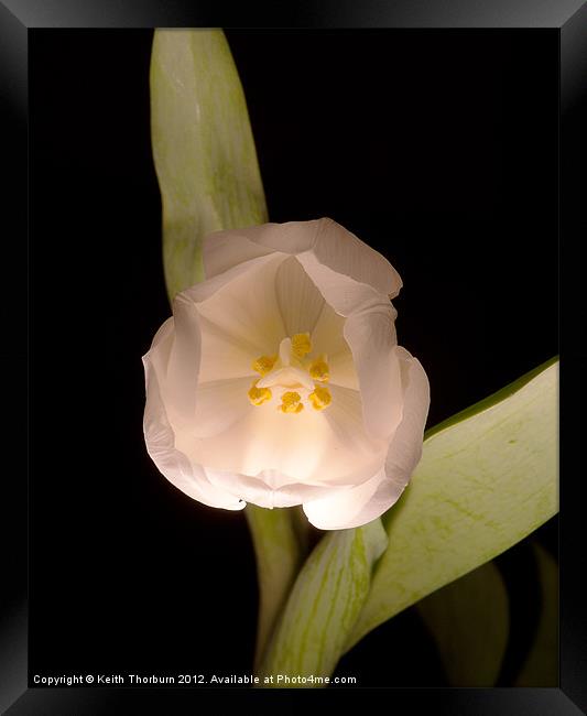 White Tulip Framed Print by Keith Thorburn EFIAP/b