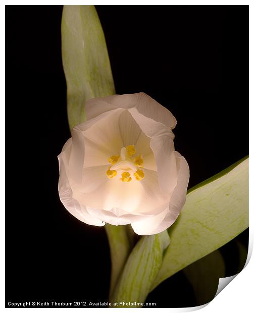 White Tulip Print by Keith Thorburn EFIAP/b